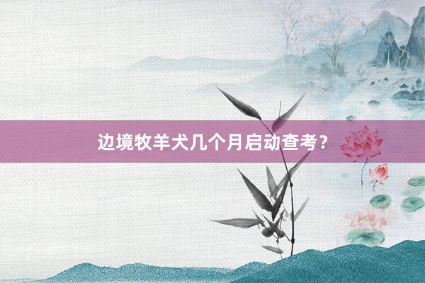 边境牧羊犬几个月启动查考？